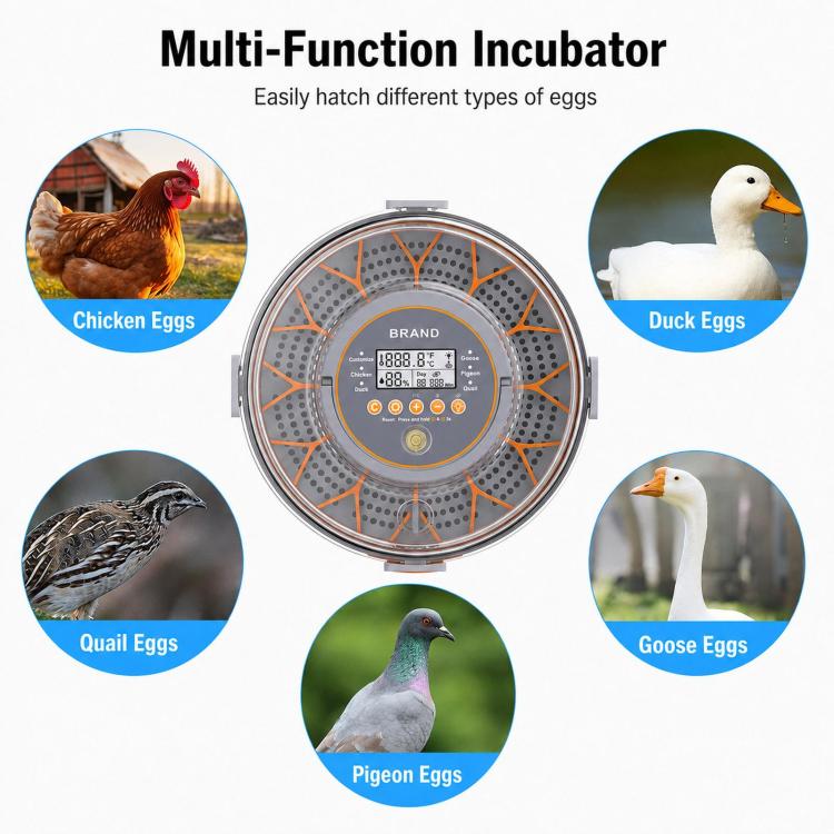 Precise Temperature Control Incubator For 12-18 Eggs, EU Plug, EU Plug
