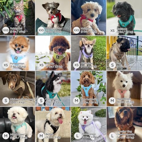 BELLA & PAL Step in Puppy Harness and Leash Set