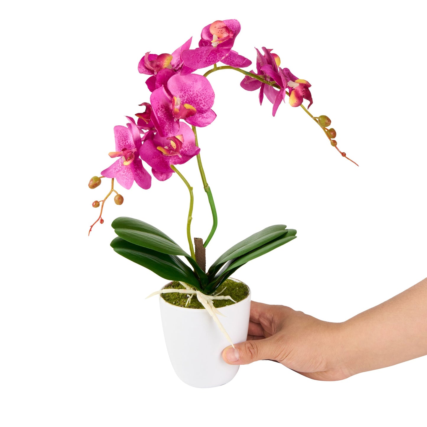 Fiore Round Magenta Plastic Moth Orchid in Plastic Pot - 8 Blooms - 4" x 4" x 15" - 12 count box