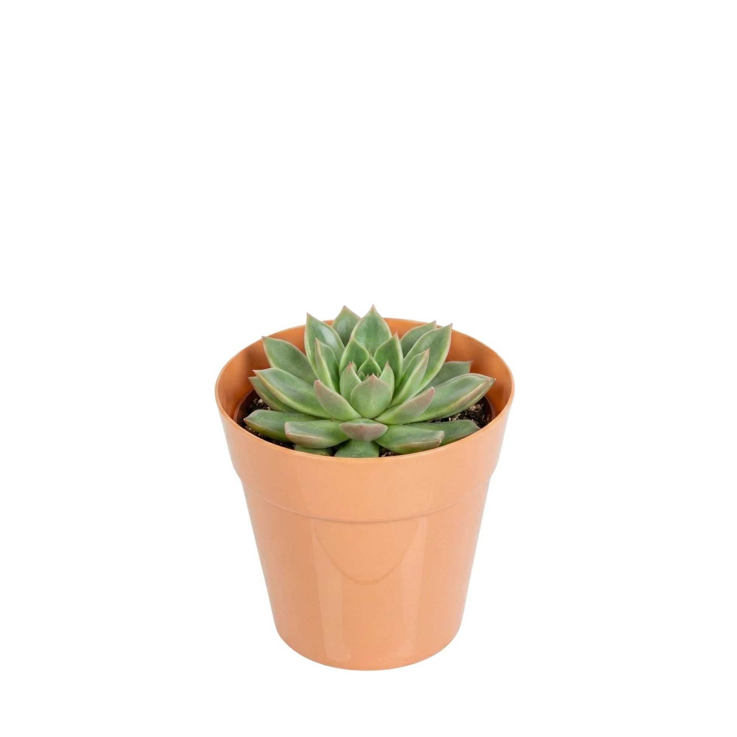 Mini Serve 4 oz Round Terracotta Plastic Mini Flower Pot - 2 1/2" x 2 1/2" x 2 1/2" - 100 count box