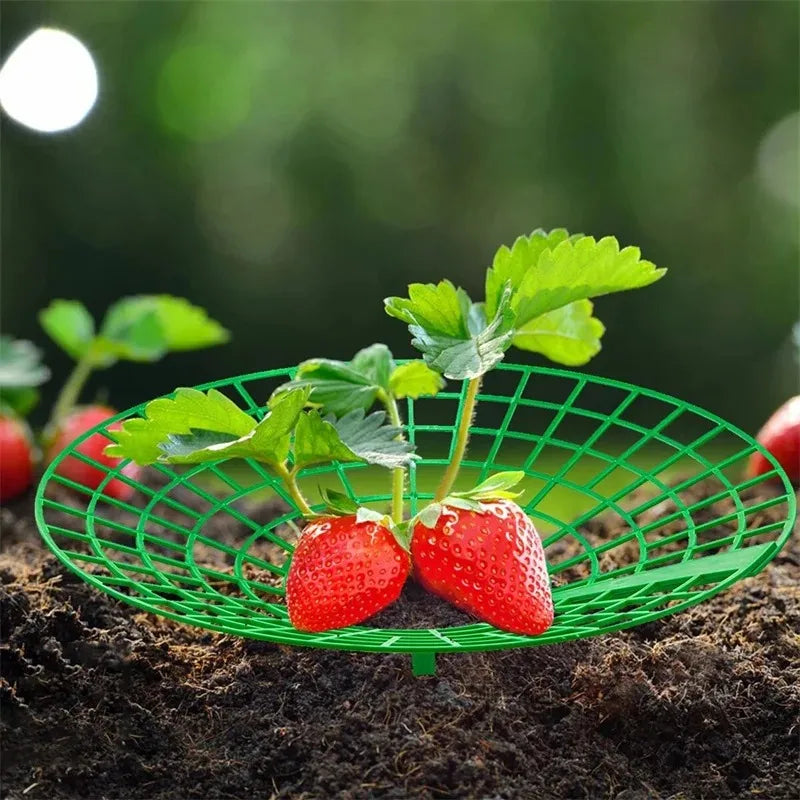 5/10Pcs Strawberry Plant Supports with 3 Sturdy Legs Strawberry Growing Racks Protector Frame Holder Cage From Mold Rot Dirt