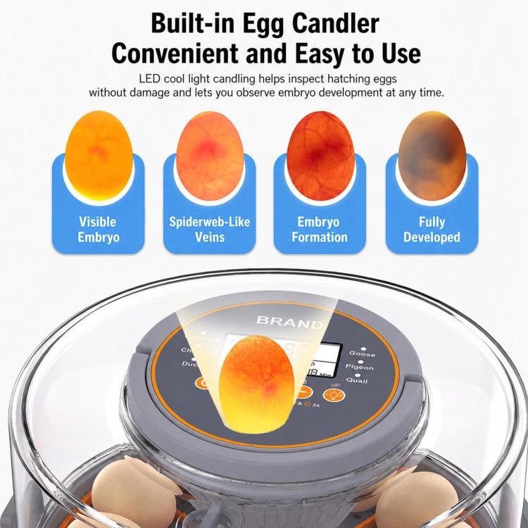 Precise Temperature Control Incubator For 12-18 Eggs, EU Plug, EU Plug